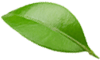 feuille-arbuste-11