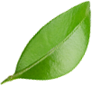 feuille-arbuste-2