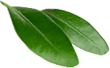 feuille-arbuste-9