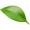feuille-picto